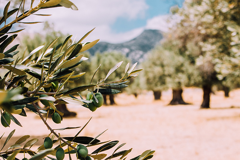 The Sacred Olive Trees of Crete