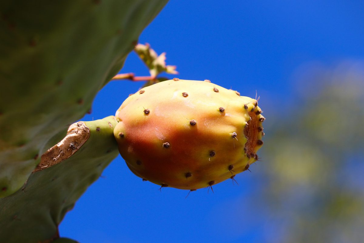 Summer Fruits You Must Taste on Crete Island