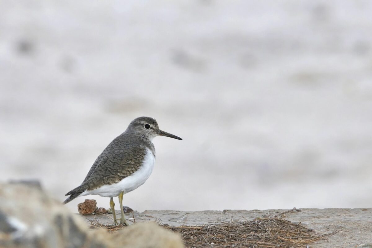 Bird Watching in Crete: Top Spots and Rare Species