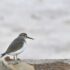 A bird relaxing on a rock