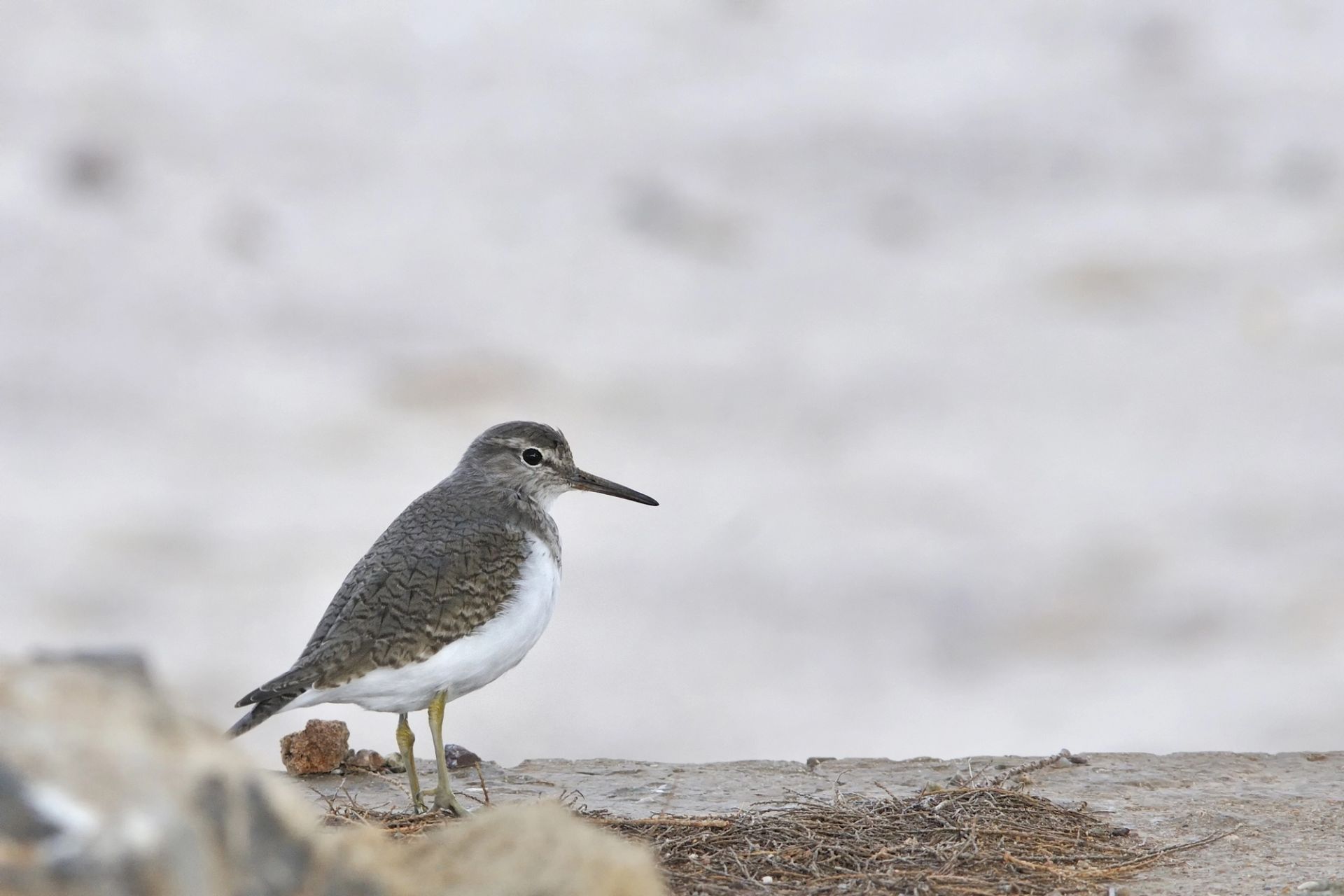 Bird Watching in Crete: Top Spots and Rare Species - Blog Alexander Beach