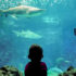 A young kid watching the sharks at the aquarium