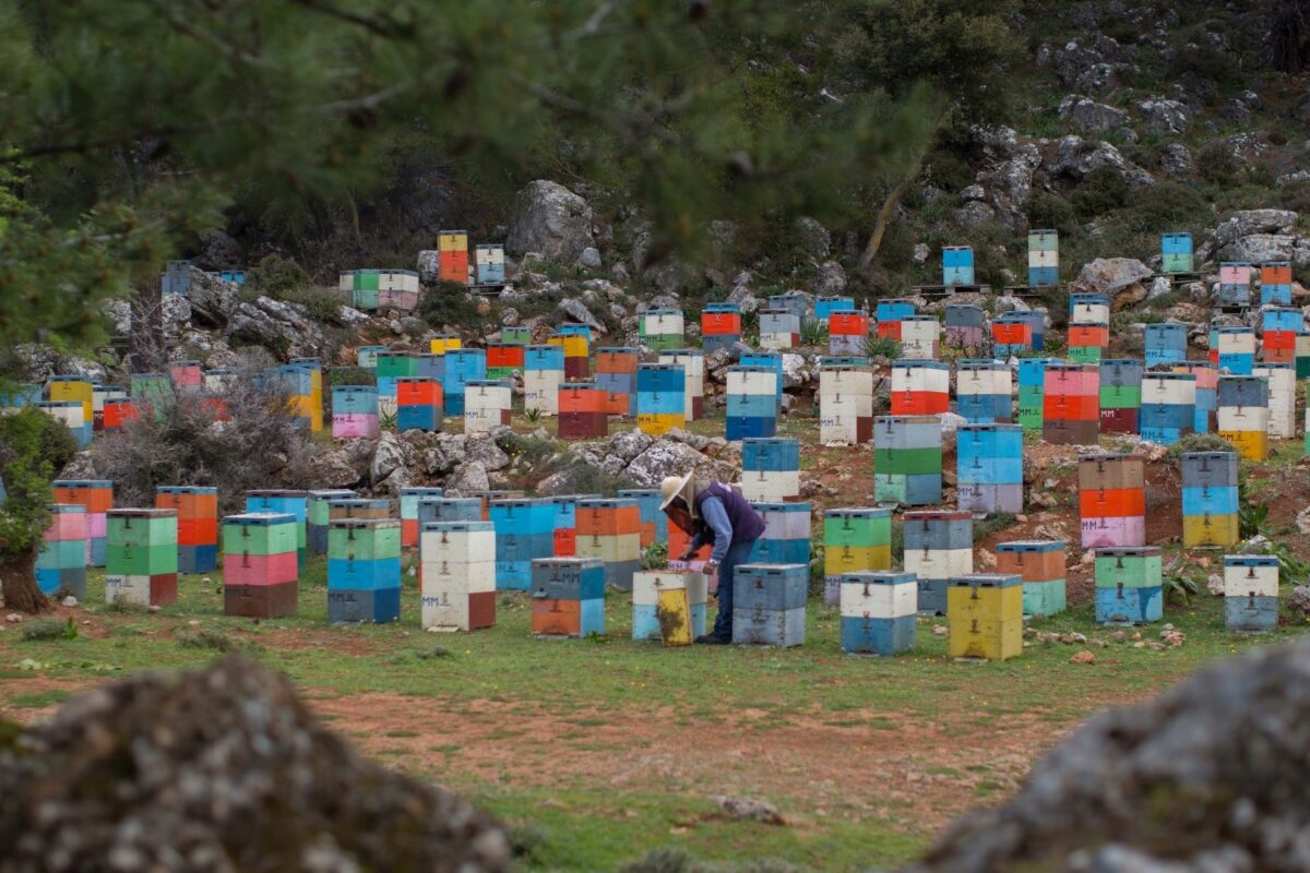 Sweet Traditions: The Cretan Art of Honey Harvesting