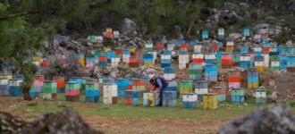 Sweet Traditions: The Cretan Art of Honey Harvesting