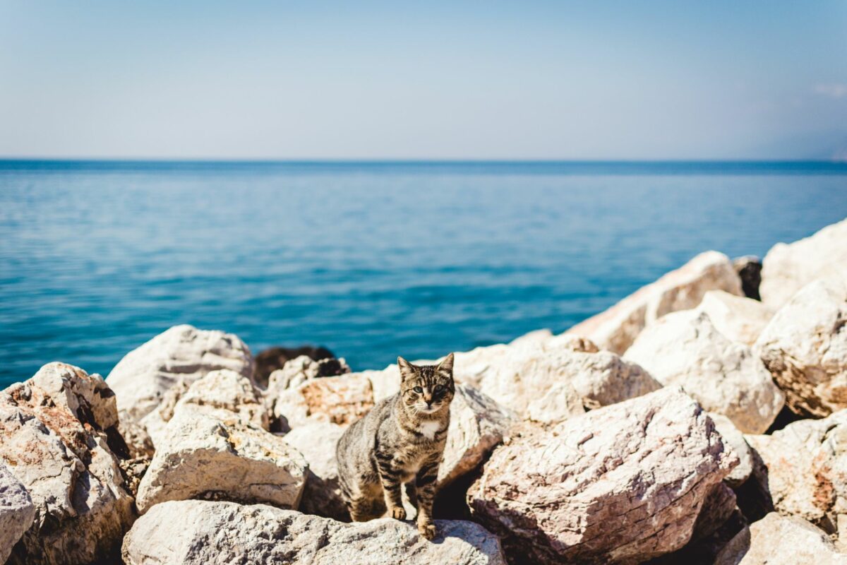 The Cats of Crete: Our Favorite Local Mascots