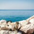 A brown cat on top of a rock in front of the sea