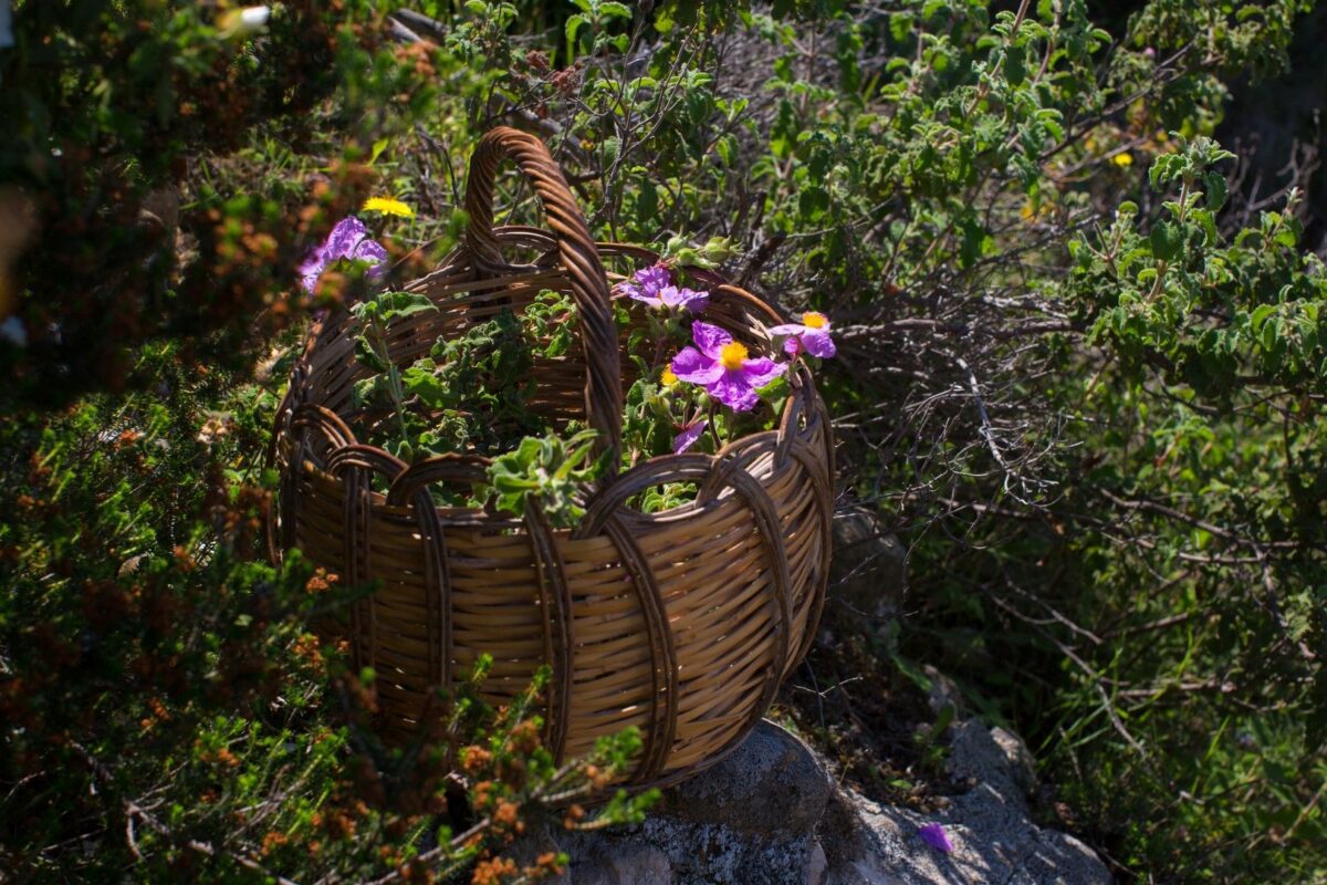 The Therapeutic Herbs of Crete