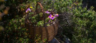 The Therapeutic Herbs of Crete