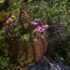 A basket full of therapeutic herbs in a field